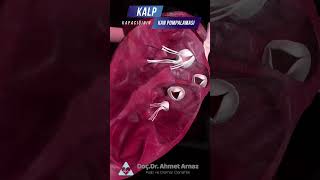 Kalp Kapacığının Kan Pompalama 3D Animasyonu