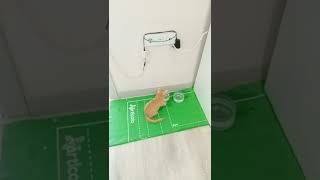 Amazi̇ng Cat Seri̇es1Satisfying Video Ani̇mals Vi̇deo Kate Kuray Cute Ani̇mals - Cat Vlog Kate Yup 2022
