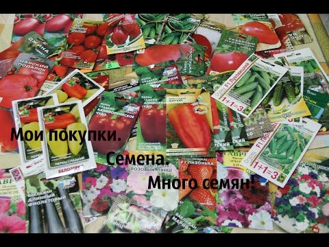 Флокс Аметист - описание многолетника и правила выращивания в Выращивание - m