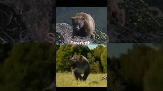 Cave Bear Vs Amphicyion Giganteus