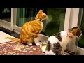 Funny Cats