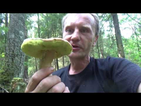 белых грибов много не бывает их бывает очень много видео белых грибов много не бывает их бывает очень много видео