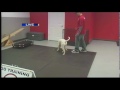 dogs at the holidays