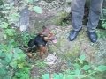 caza de chancho del monte en el dpto EL ALTO CATAMARCA ARGENTINA parte 2