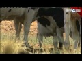 Heatwave Creates Problems For Farmers