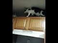 Oreo on the cabinets! lol