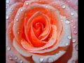 flower blessings.wmv - For Someone You Care ecards - Flowers Greeting Cards flower blessings.wmv - For Someone You Care ecards - Flowers Greeting Cards