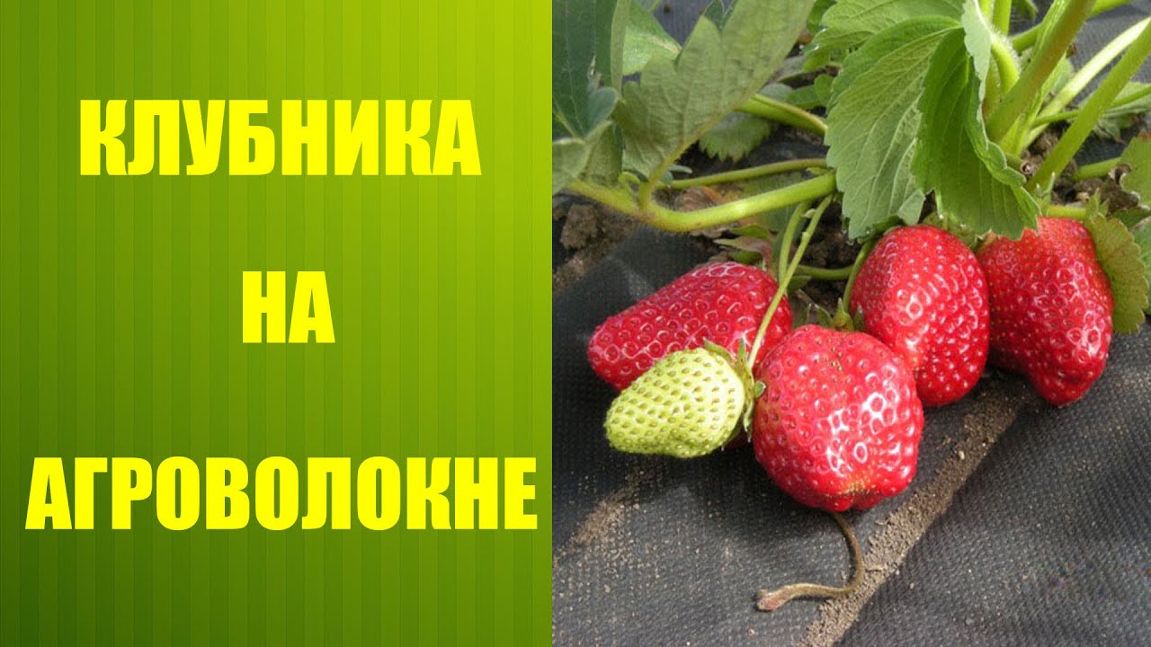 Посадка клубники: обзор самых лучших методов и способов 64 Посадка клубники: обзор самых лучших методов и способов 58