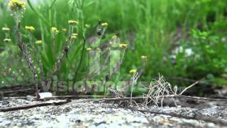 Lizard In Nature - Hd Video Footage