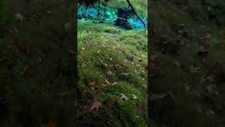 Underwater Life Aquavisions05