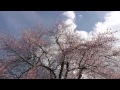 釜ノ越桜と薬師桜