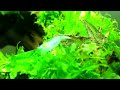 Neocaridina palmata var. blue pearl