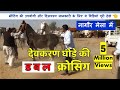 Ghoda Ghodi ki mating video with Horse Breeding Information Devkaran Horse Double Covering Horse Videos