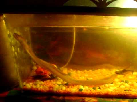 An Uncommon Pet My Pet Swamp Eels -