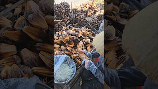 The Most Unique Fruit In The World! Nipa Palm Cutting #Shorts