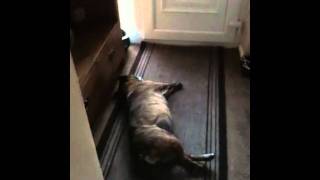 Dreaming Staffy