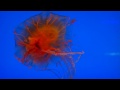 Exotic Jellyfish