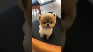 funny animal videos funny cat & dog