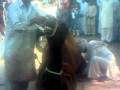 Qurbani of camel at jhang 2011 .3gp