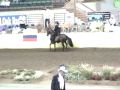 2009 Paso Fino Grand National Fino Gelding class