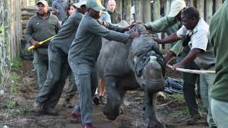5 Rhino Orphans Released Into The Wild