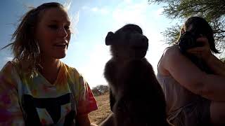 Babboon Walk 2, Naankuse