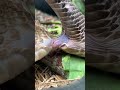Uracoan rattlesnakes mating
