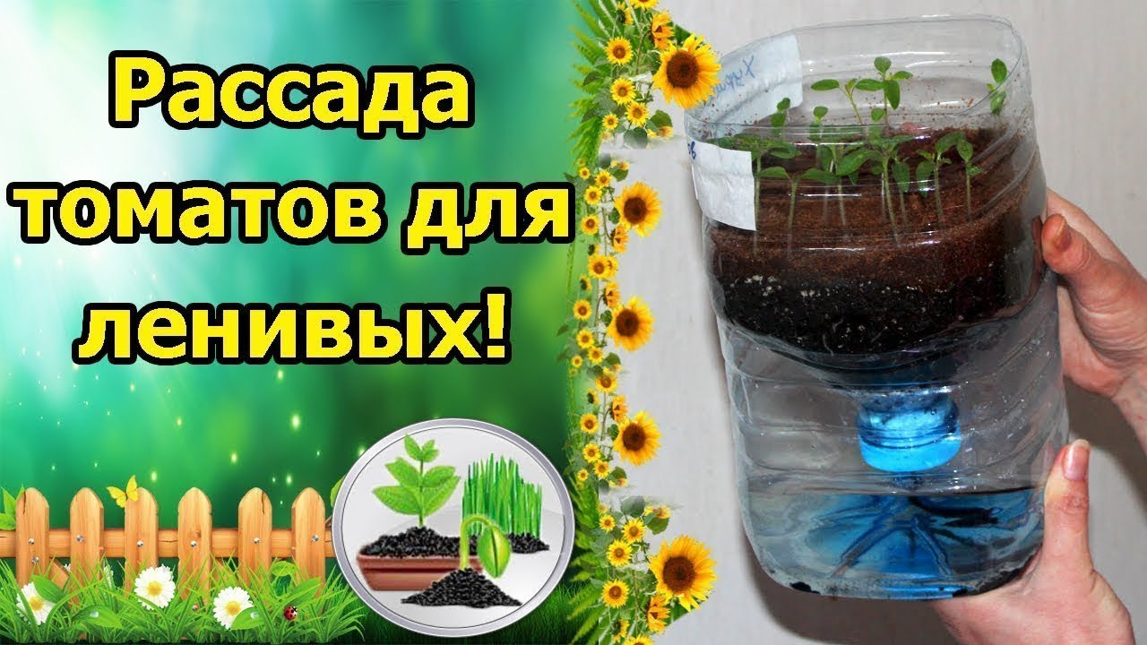 Метод выращивания томатов без полива 115
