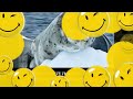 10 Cute Animals That Can Actually Kill You