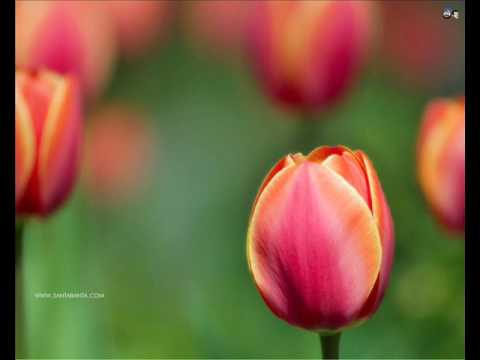 relaxing music (instrumental flute)