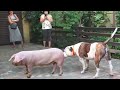 Pig and Dog Meeting - Interesting Moments