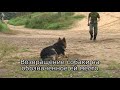 Общий курс дрессировки 