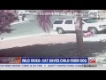 Hero Cat Saves Young Boys Life From Vicious Dog Attack In Bakersfield (Video)