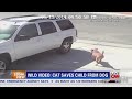 Hero Cat Saves Young Boys Life From Vicious Dog Attack In Bakersfield (Video)