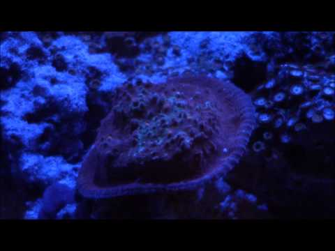 Red Chalice Coral