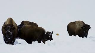 Planet Earth 2 2016 - American Bison Screen Time