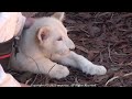 White Lion Baby paw  ホワイトライオン 猫パンチ　伊豆稲取アニマルキングダム