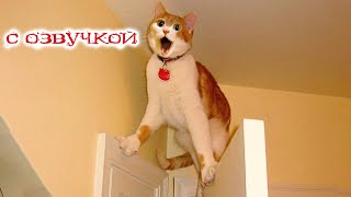 Приколы С Котами! Самая Смешная Озвучка Животных! Тест На Психику!