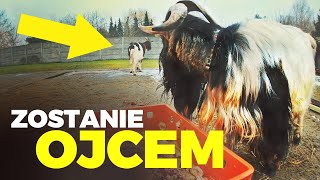 Jaruś Znowu Zostanie Ojcem Ola Wydoiła Małgosie Moje Mini Zoo Odc. 138