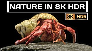 Nature In 8K Hdr ||  Lg Oled 8K Tv