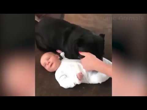 FUNNY CATS AND DOGS 😻 | FUNNY ANIMALS 2019 🔥