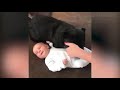 FUNNY CATS AND DOGS 😻 | FUNNY ANIMALS 2019 🔥