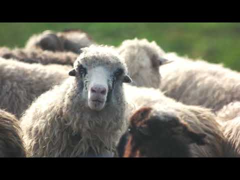 De Dikke Lul Band - Schapen Neuken