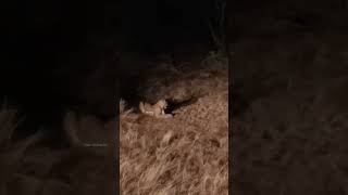 Leopard On The Kataragama Forest Road Last Night