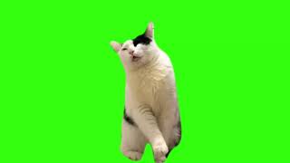 Cat Is Meditating  Meme Green Screen