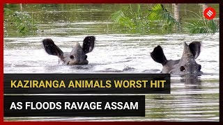 Kaziranga animals worst hit as floods ravage Assam