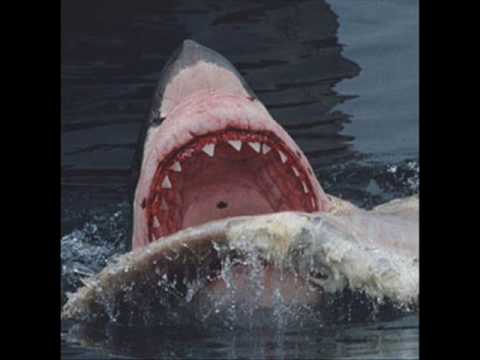 Sharks - Tonight Is Right Sharks - Tonight Is Right