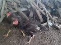image Ayam Sabung Anak Burma Kelabu Try Indung Tua
