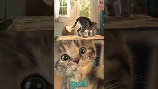 Animated Little Kitten Adventure😸  #Funnycats #Animation #Kitty #Educationalvideofortoddlers
