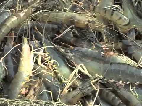 กุ้งอินทรีย์